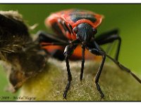 Reptiles, Insectes et Araignées